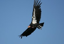 Feather Trails: A Journey Among Endangered Birds