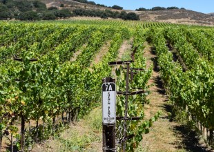 Chenin Blanc Takes Root in the Sta. Rita Hills