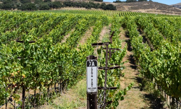 Chenin Blanc Takes Root in the Sta. Rita Hills