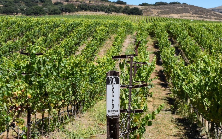 Chenin Blanc Takes Root in the Sta. Rita Hills