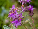 Native Plant Bike Tour