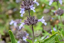 S.B. Botanic Garden – Bilingual Docent Tour