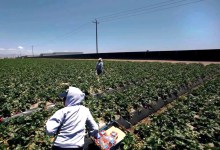 Santa Barbara County Takes Step Toward Addressing Farmworker Conditions