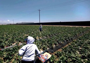 Santa Barbara County Takes Step Toward Addressing Farmworker Conditions