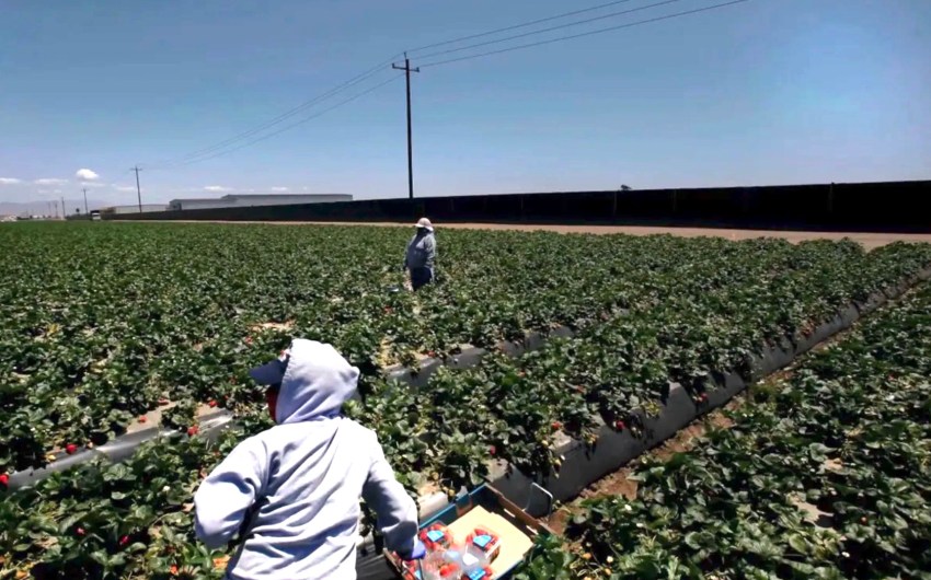 Santa Barbara County Takes Step Toward Addressing Farmworker Conditions