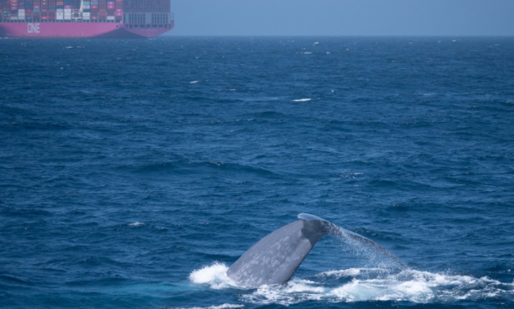 Record-breaking Mid-Season Results from Protecting Blue Whales and Blue Skies Program