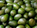 Early Avocado Domestication in the Americas