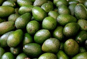 Early Avocado Domestication in the Americas