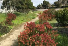 Lompoc’s Drought Tolerant Garden Beautification