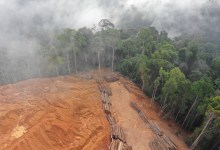 Brazil’s Environmental Leadership