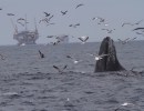 A Mugging in the Santa Barbara Channel