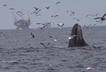 A Mugging in the Santa Barbara Channel