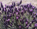 Lompoc Valley Botanic and Horticultural Society’s