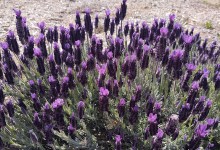 Lompoc Valley Botanic and Horticultural Society’s