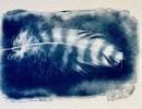 Blueprints of Nature: Cyanotype Printing Workshop