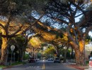 Parks and Rec Gives Thumbs-Up to Coast Live Oaks on Anapamu