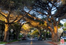 Appeal Filed over Decision to Replace Stone Pines with Live Oaks on Santa Barbara’s Anapamu Street