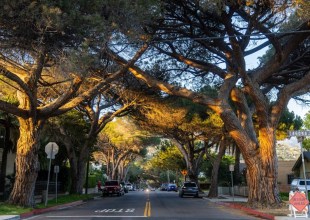 Parks and Rec Gives Thumbs-Up to Coast Live Oaks on Anapamu