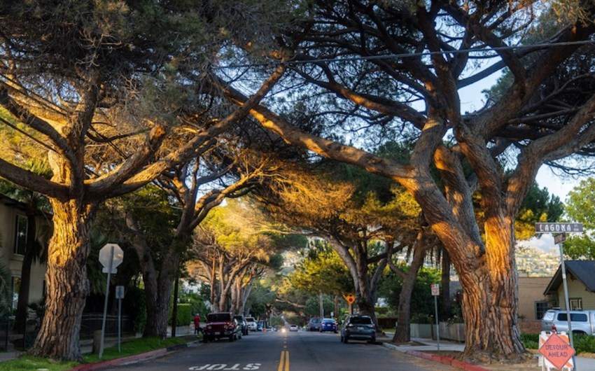 Parks and Rec Gives Thumbs-Up to Coast Live Oaks on Anapamu