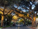 It’s the End of Santa Barbara’s Stone Pine Era