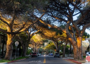 It’s the End of Santa Barbara’s Stone Pine Era