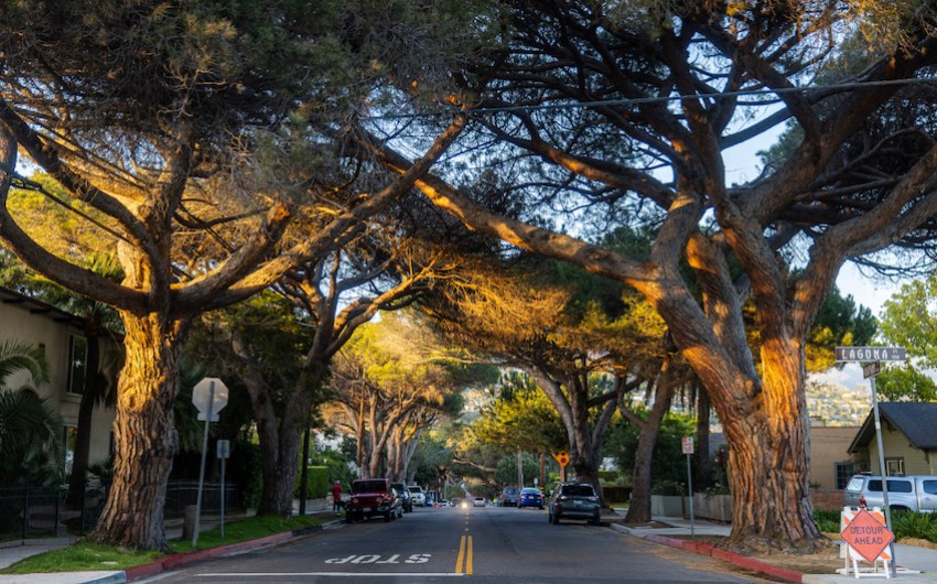 It's the end of the Santa Barbara stone pine era