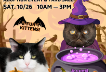 Halloween Adoption Event at ASAP Cats