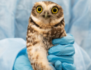 Western Burrowing Owl Rescued After Being Stranded at Sea 