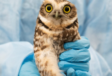 Western Burrowing Owl Rescued After Being Stranded at Sea 