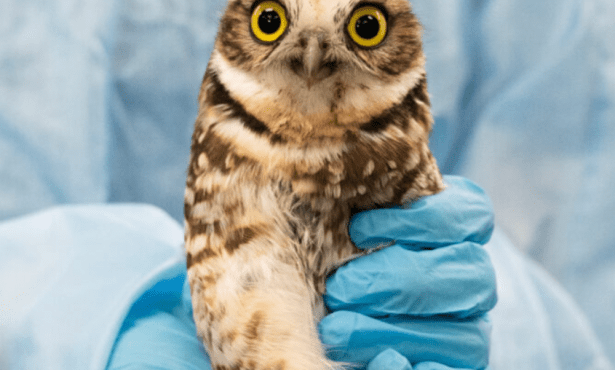 Western Burrowing Owl Rescued After Being Stranded at Sea 