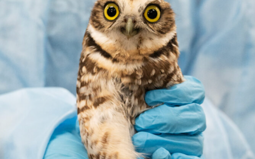 Western Burrowing Owl Rescued After Being Stranded at Sea 