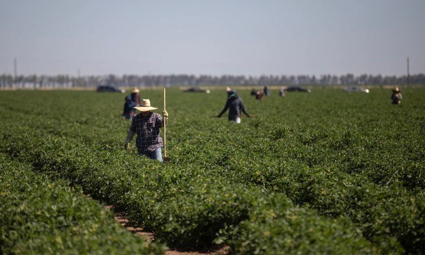 As Extreme Heat Rises, Newsom Blocks Bill to Protect California Farmworkers