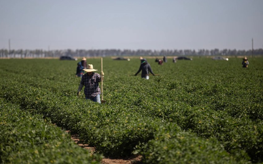 As Extreme Heat Rises, Newsom Blocks Bill to Protect California Farmworkers