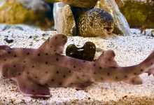 Cabrillo High School Aquarium Sharktoberfest