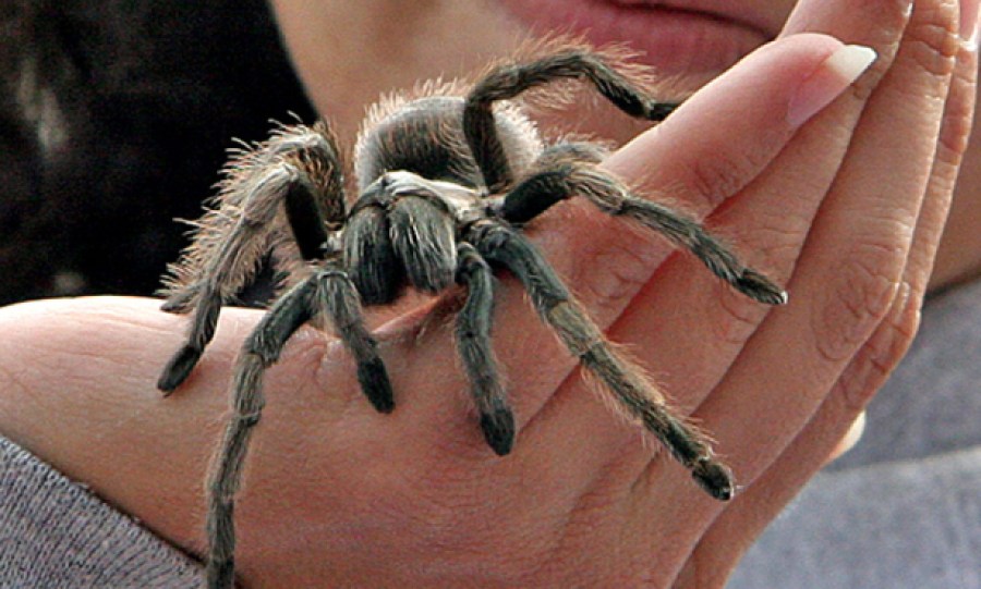 Bring your Family for a Terrific Treat: Creepy Creatures On the Lawn At Neal Taylor Nature Center Cachuma Lake