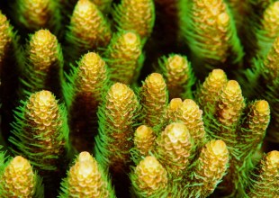 UC Santa Barbara Leads $1.3-Million Research Project on Coral Regeneration