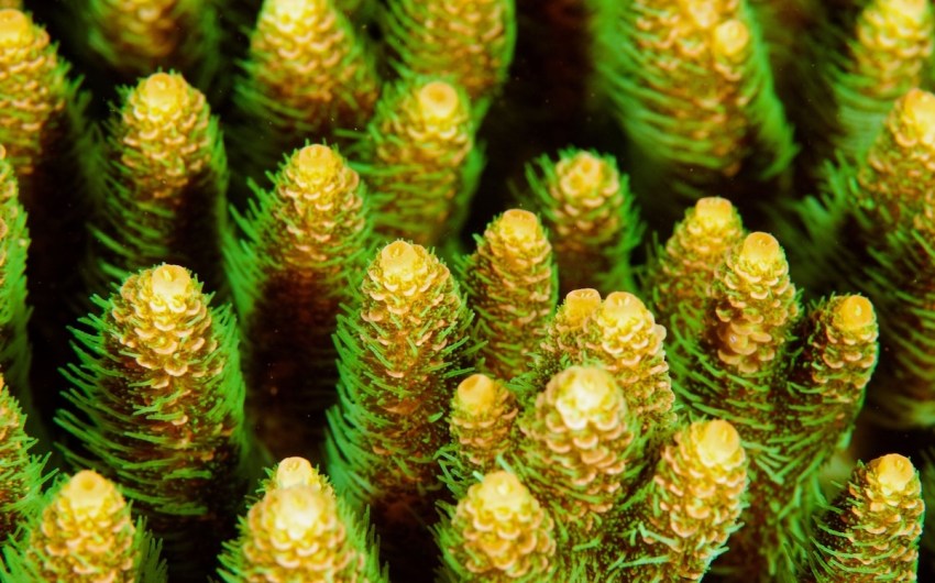 UC Santa Barbara Leads $1.3-Million Research Project on Coral Regeneration