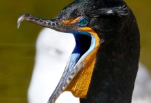 40+ Years of Santa Barbara Birding with Hugh Ranson