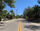 Peace Breaks Out Between Bike Lane and Palm Trees on Modoc Road