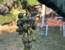 Full Belly Files | Solving a Grape Mystery in Goleta