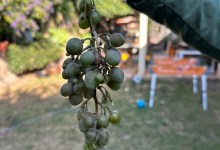 Full Belly Files | Solving a Grape Mystery in Goleta