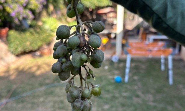 Full Belly Files | Solving a Grape Mystery in Goleta