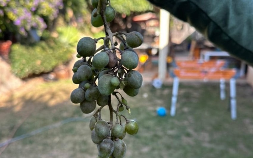 Full Belly Files | Solving a Grape Mystery in Goleta