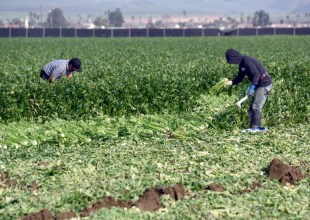 Fur Flies over Proposed Increase in Farmworker Minimum Wage