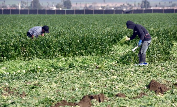 Fur Flies over Proposed Increase in Farmworker Minimum Wage