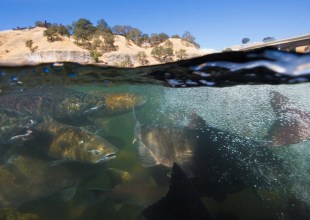 ‘No Way, Not Possible’: California Has a Plan for New Water Rules. Will It Save Salmon from Extinction?