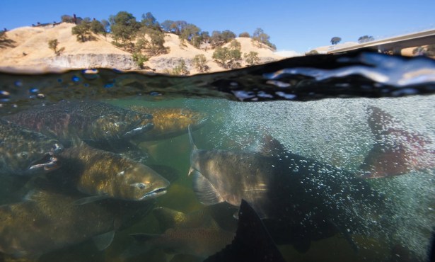 ‘No Way, Not Possible’: California Has a Plan for New Water Rules. Will It Save Salmon from Extinction?