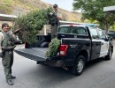 Santa Barbara Deputies Arrest Alleged Grinch Who Stole Christmas Trees