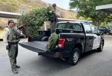 Santa Barbara Deputies Arrest Alleged Grinch Who Stole Christmas Trees