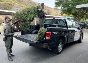 Santa Barbara Deputies Arrest Alleged Grinch Who Stole Christmas Trees